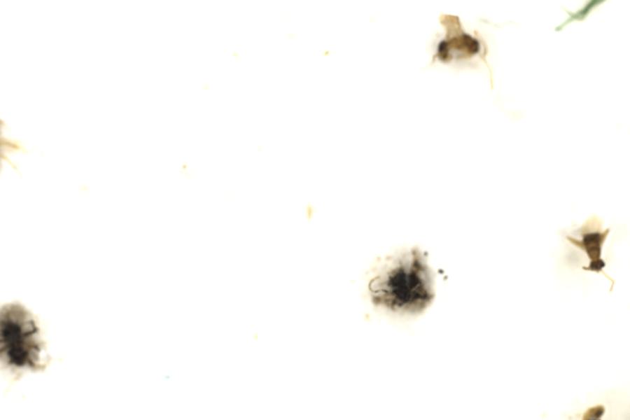 Image 72